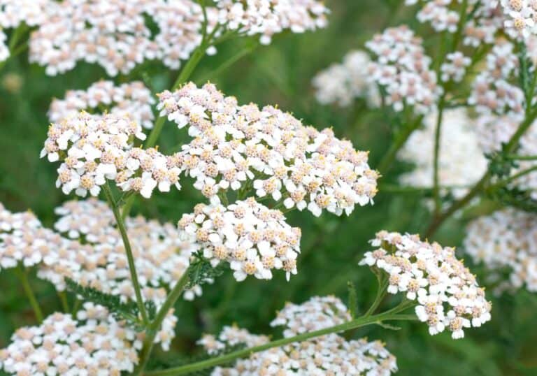 Top 10 Native Perennial Flowers That Bloom All Summer - Native Backyards