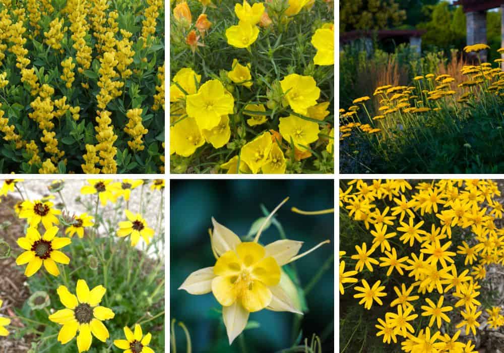Yellow perennial flowers