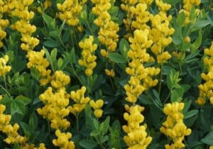 Top 10 Native Yellow Perennial Flowers - Native Backyards