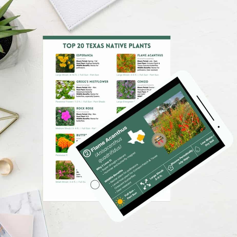 Texas native plants course