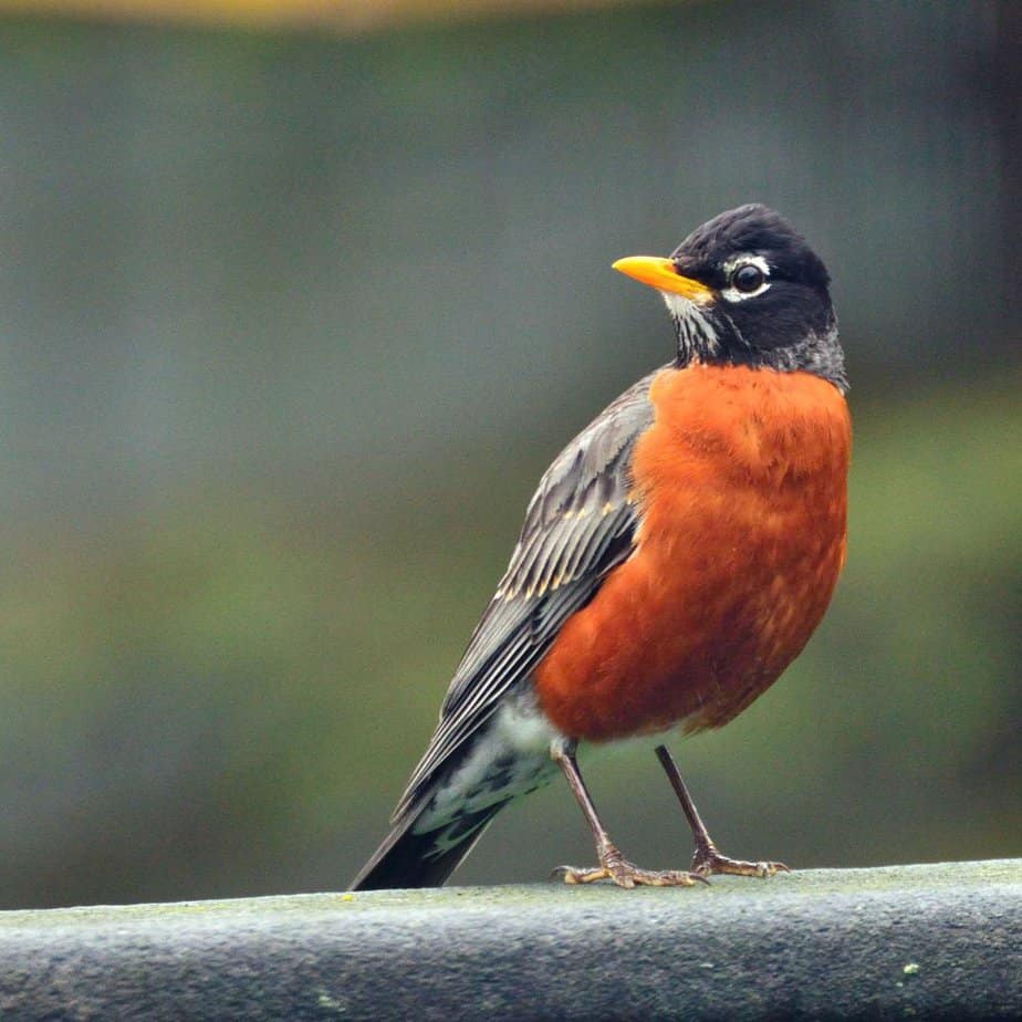 American Robin