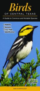 Texas Birds - The Ultimate Guide for Beginning Birders! - Native Backyards