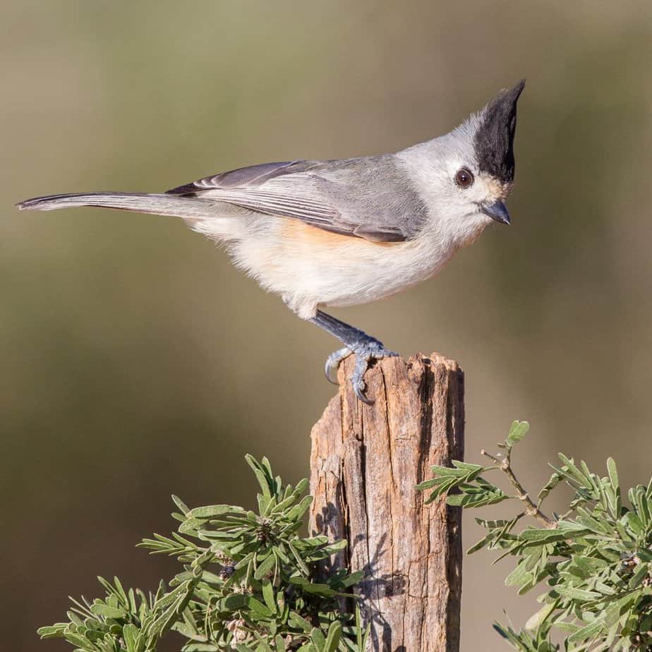 Titmice