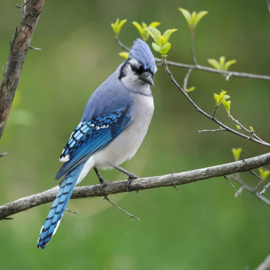 Male & Female Blue Jays