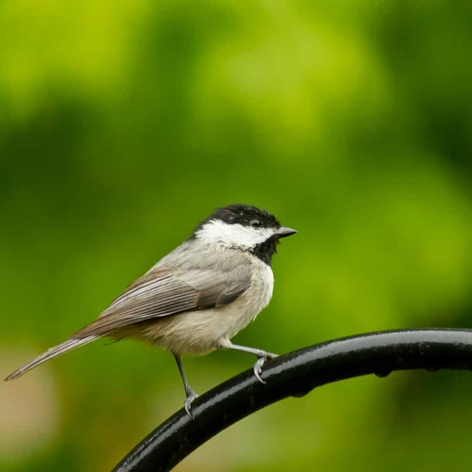 Common Texas birds: Carolina Chickadee
