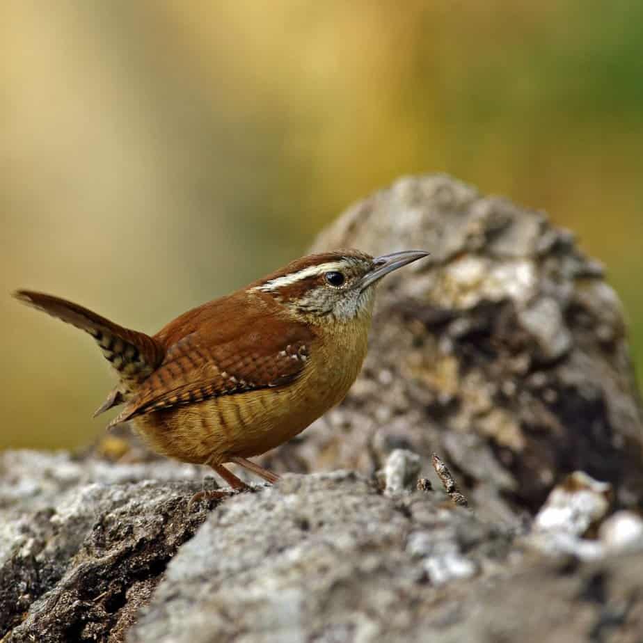 Texas backyard birds: Carolina Wren
