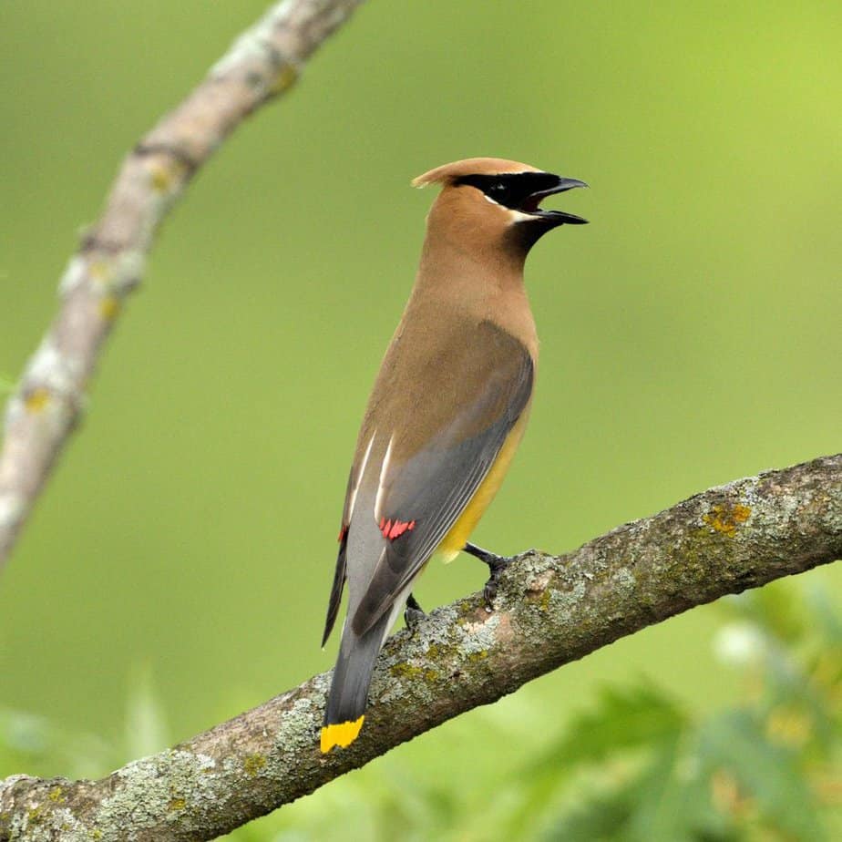 Cedar Waxwing