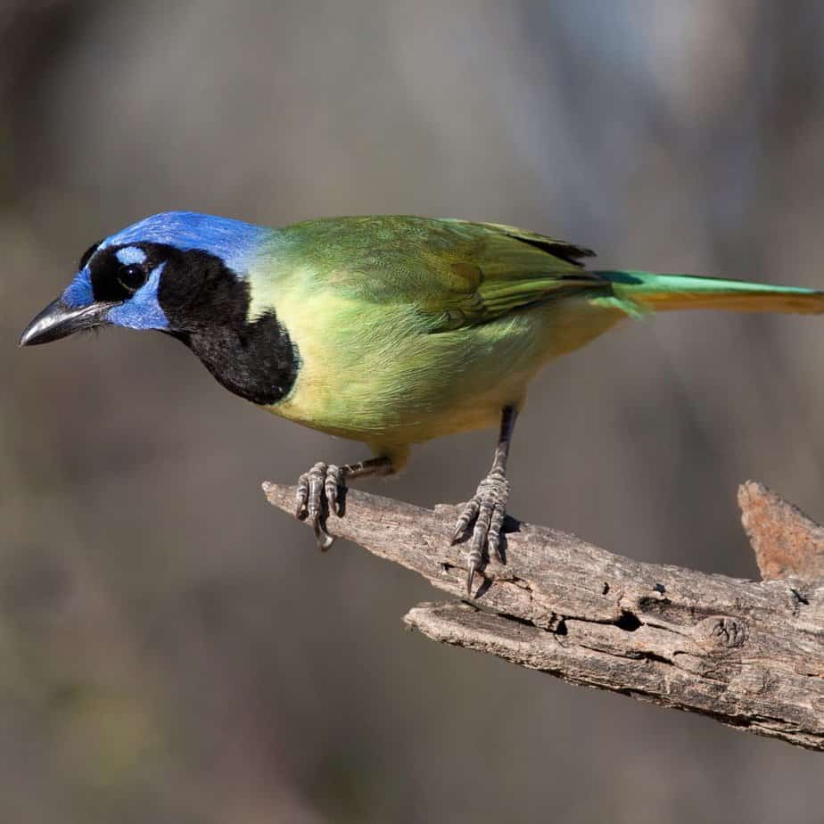 Green Jay