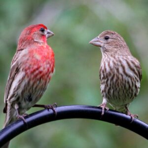 Texas Birds - The Ultimate Guide for Beginning Birders! - Native Backyards