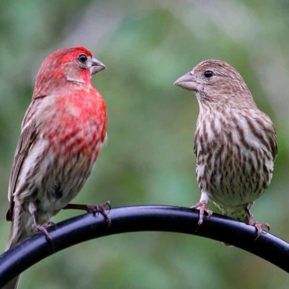 House finch