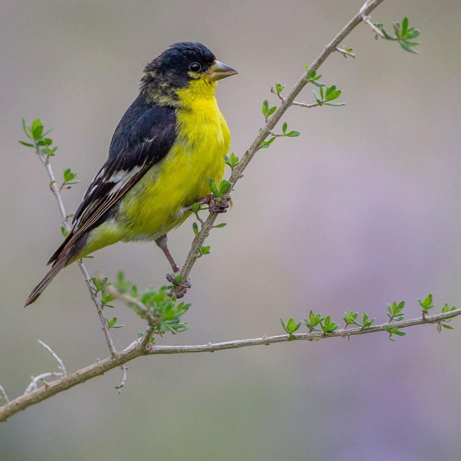 Goldfinches in Texas