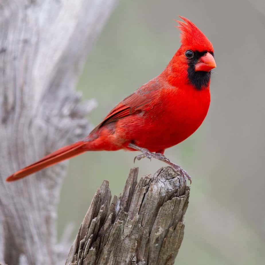Texas backyard birds: Northern Cardinal
