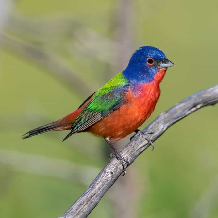 Painted Bunting