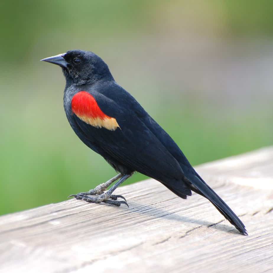 Blackbirds in Texas