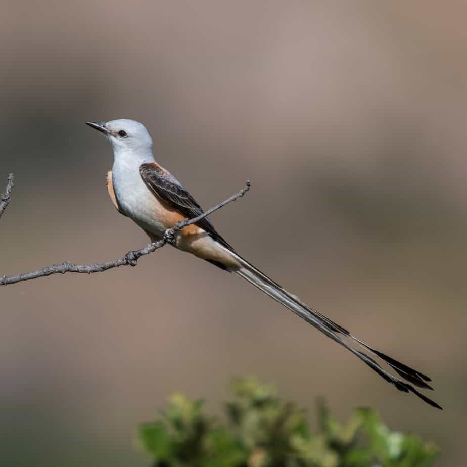 Scissor Tailed Flycatcher