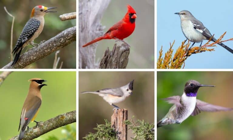 Texas Birds – The Ultimate Guide for Beginning Birders!