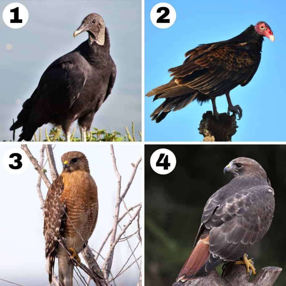 Most Common Birds of Prey in Texas