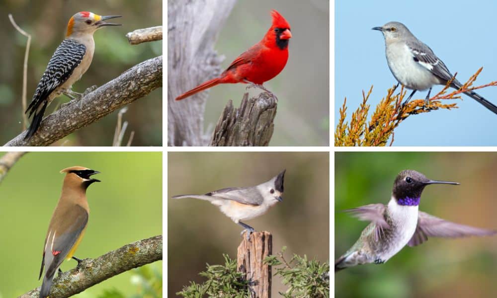 texas backyard birds