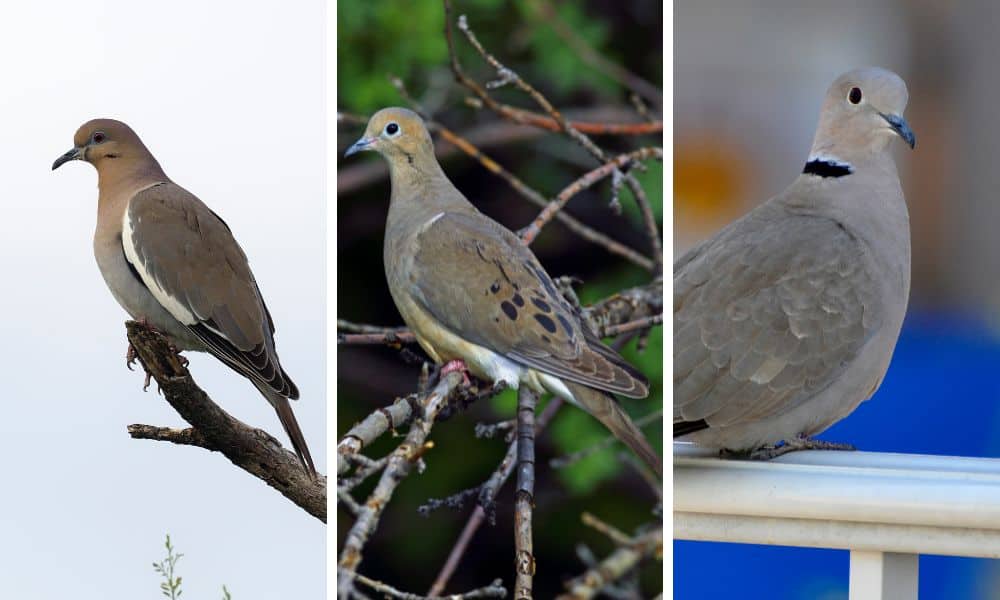 Texas Doves