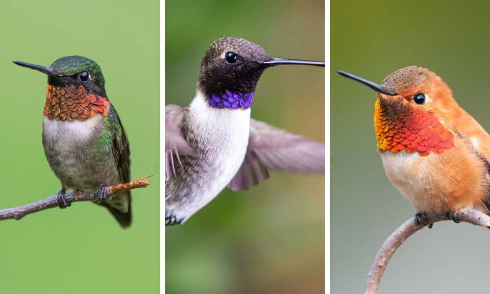 Texas hummingbirds
