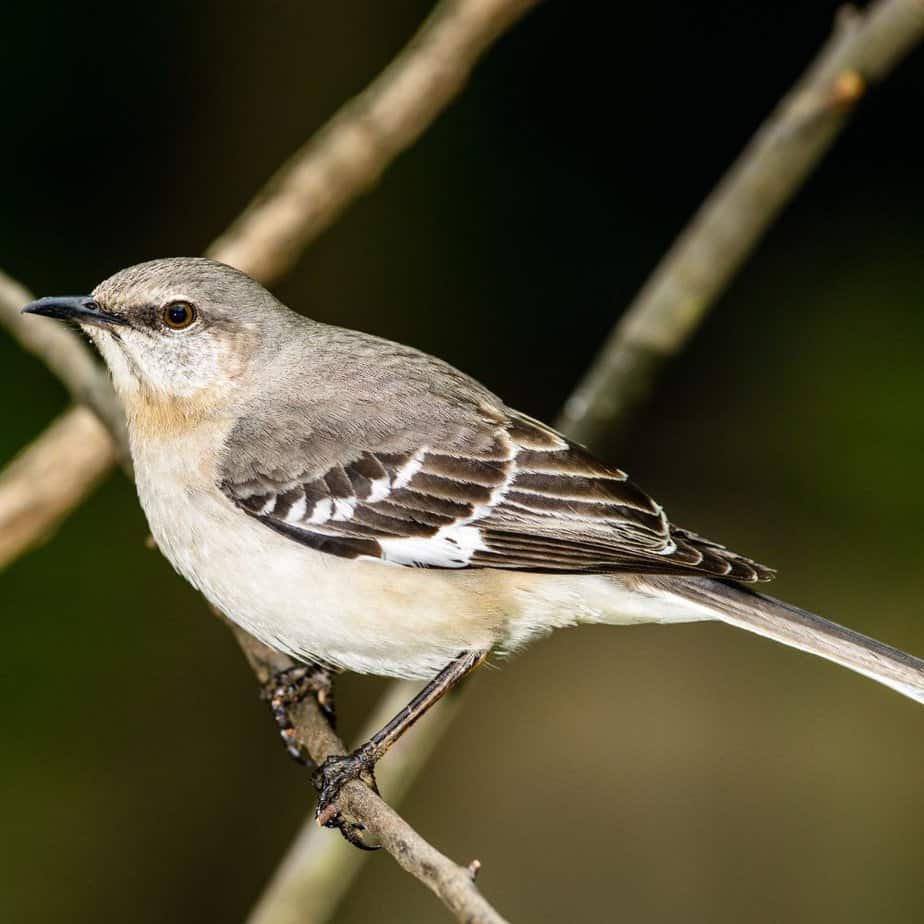 Texas state bird: Mockingbird