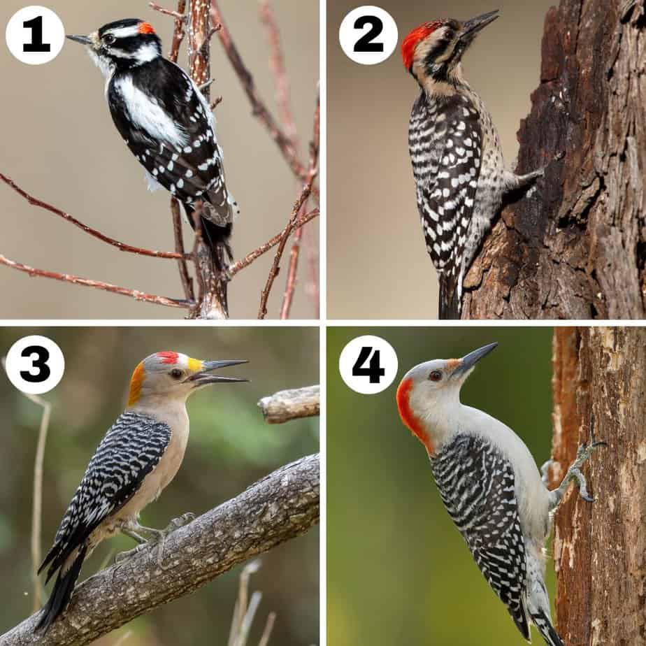 Texas Woodpeckers