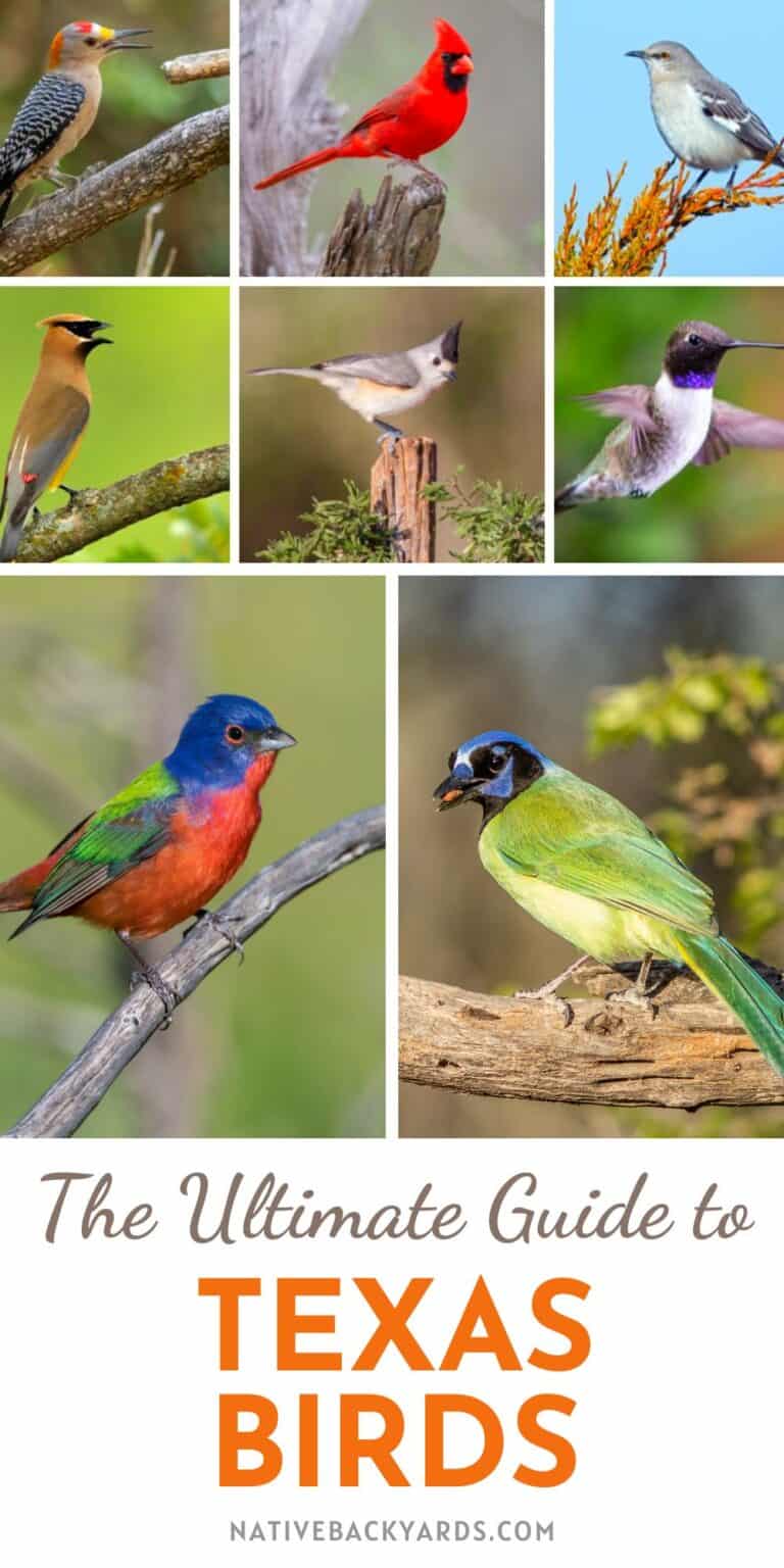 Texas Birds - The Ultimate Guide for Beginning Birders! - Native Backyards