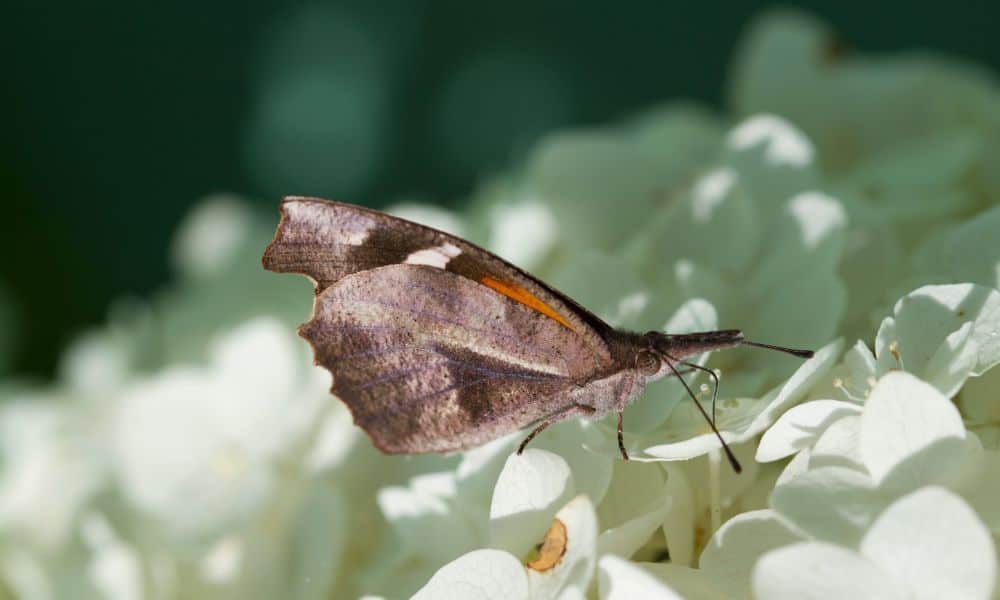 Texas butterfly