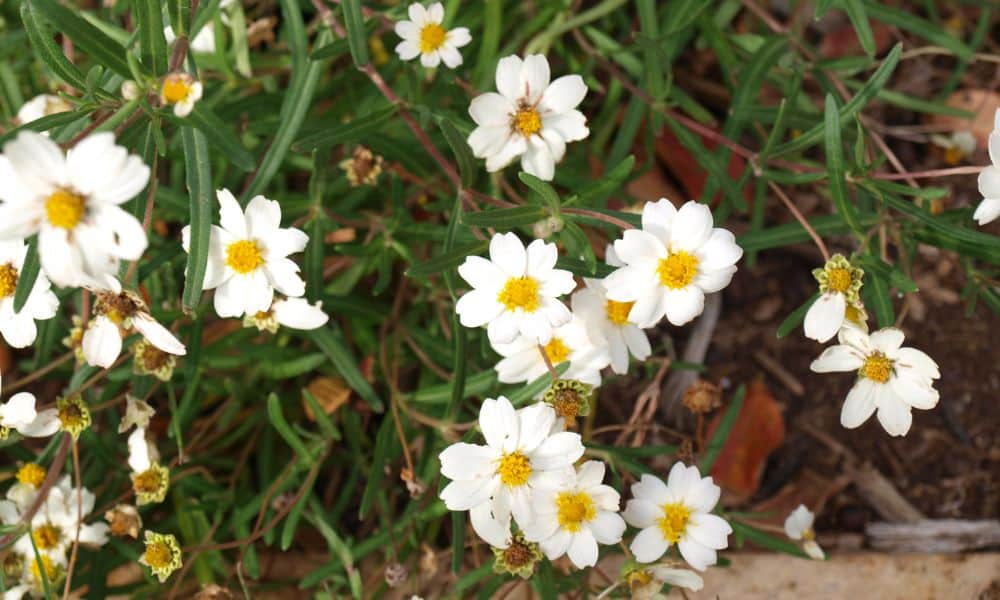 Daisy-like flowers - drought resistant plants Texas