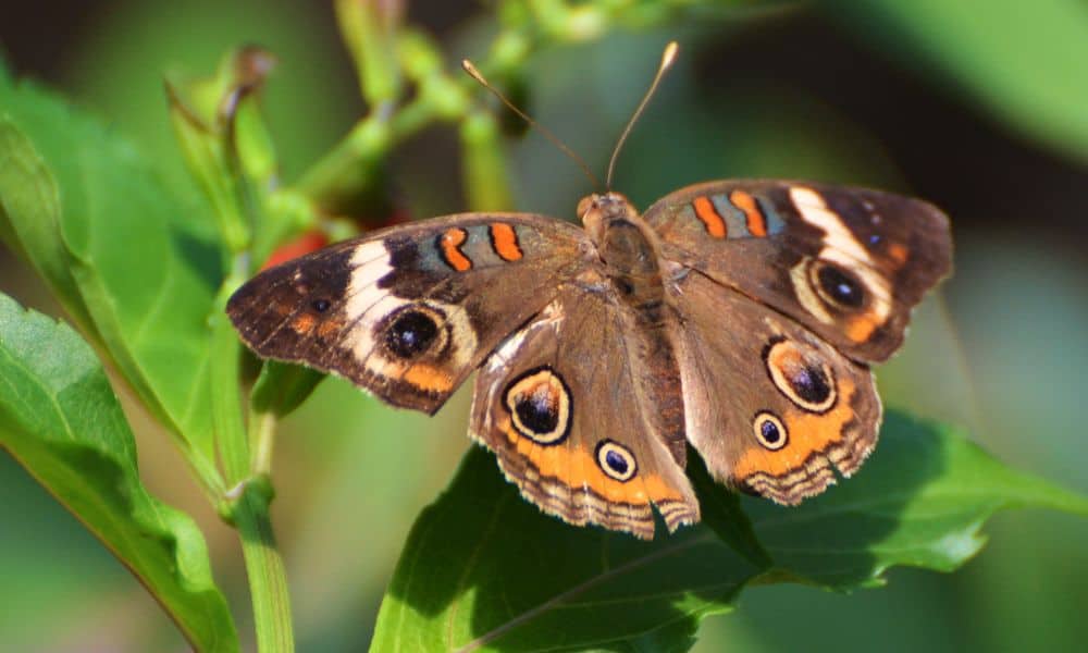 Common Buckeye butterfly