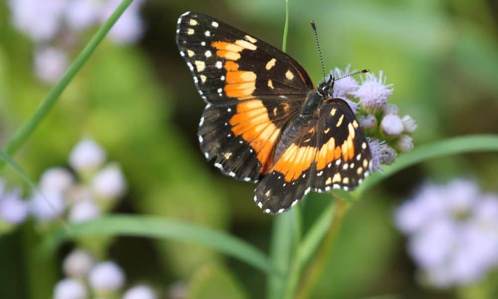 Bordered Patch butterfly