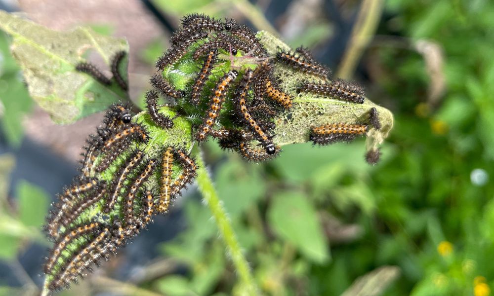 Central Texas caterpillars