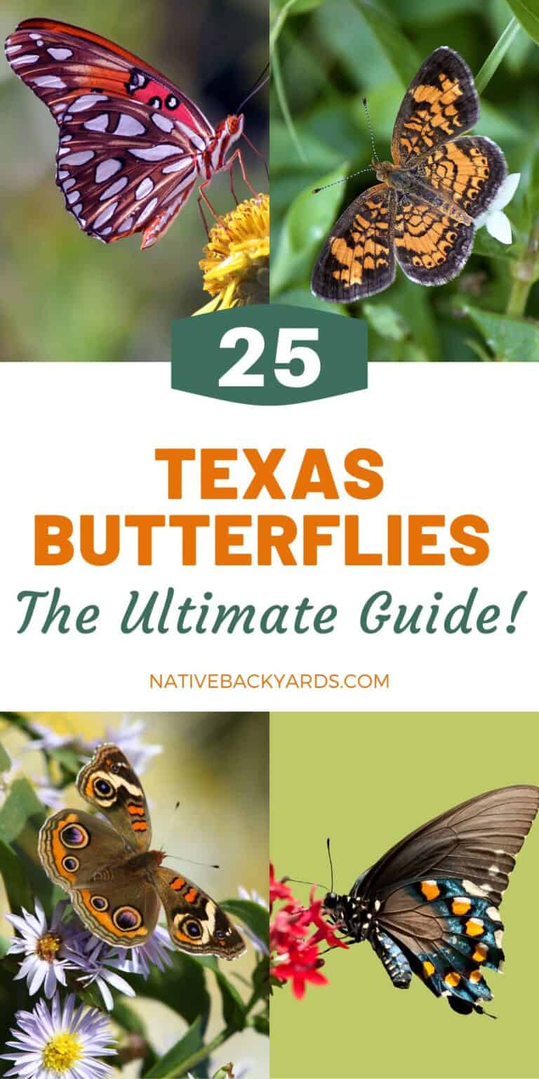 Top 25 Texas Butterflies The Ultimate Guide! Native Backyards