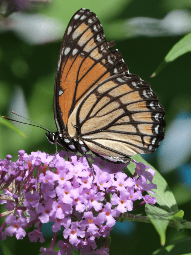 Viceroy butterfly