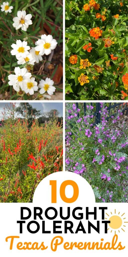 Top 10 Drought Tolerant Perennials For Texas Native Backyards 