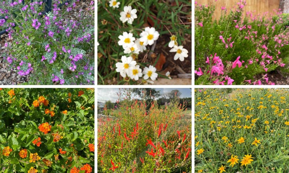 Drought tolerant perennials for Texas