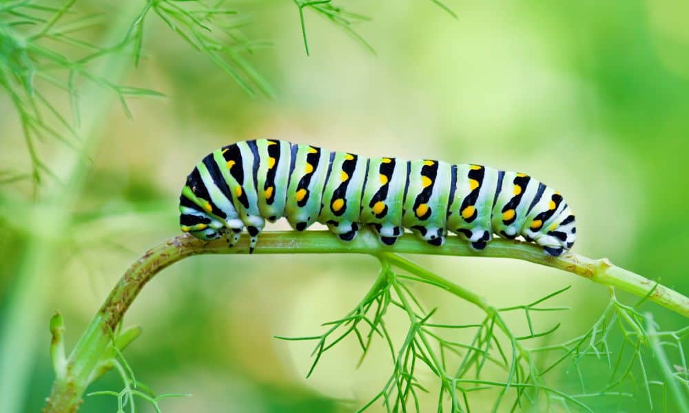 Black Swallowtail caterpillar