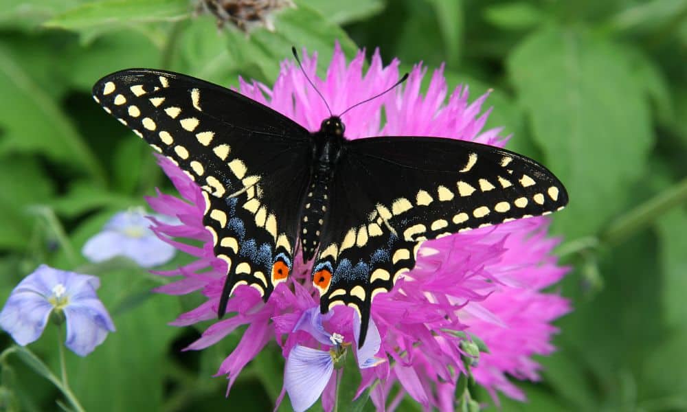 Black Swallowtail