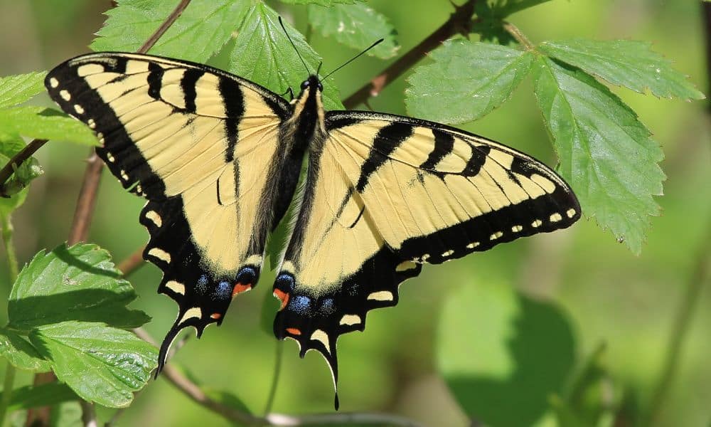 Black and yellow butterfly Texas