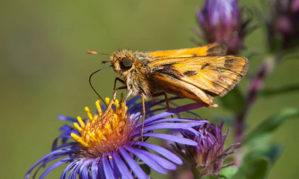 Fiery Skipper Texas