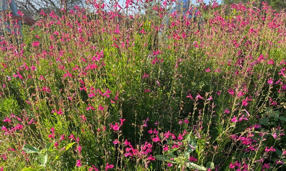 Autumn Sage - drought tolerant plants