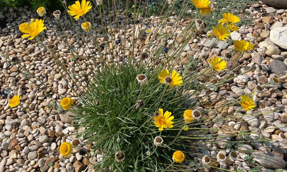 Four Nerve Daisy - perennial drought tolerant plants