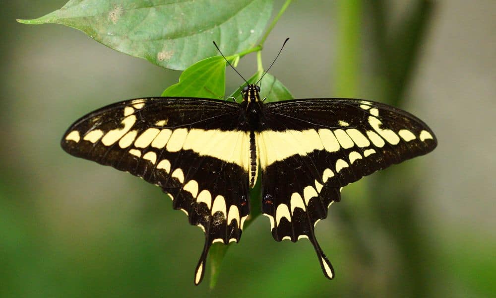 Giant swallowtail butterfly