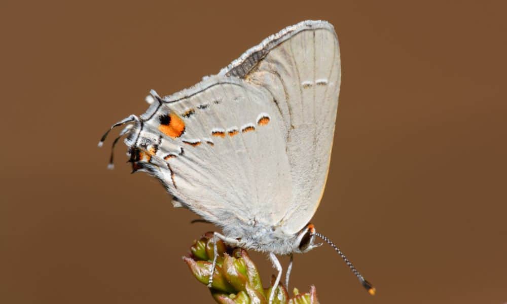 Gray hairstreak butterfly