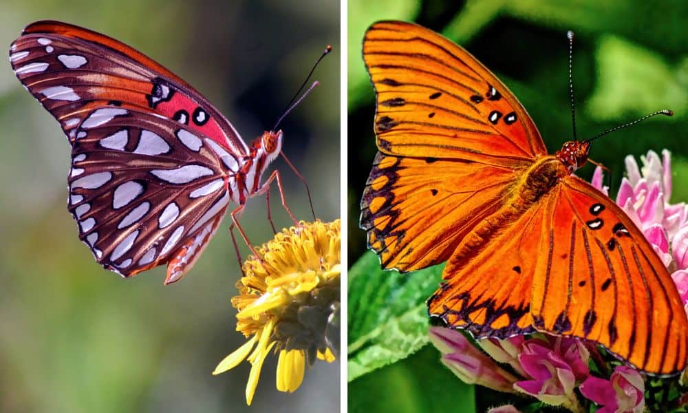 Gulf Fritillary butterfly - orange and black butterflies