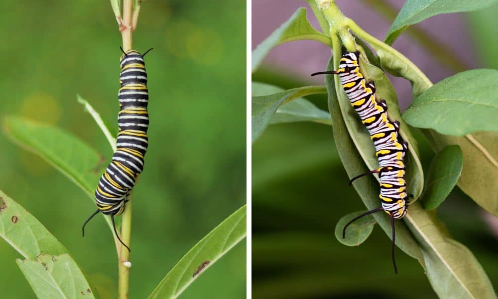 Monarch and Queen caterpillars