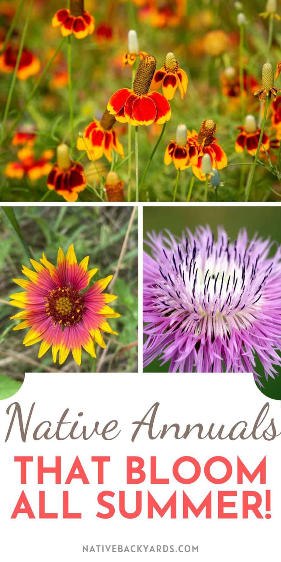 Top 5 Native Annual Flowers that Bloom All Summer - Native Backyards