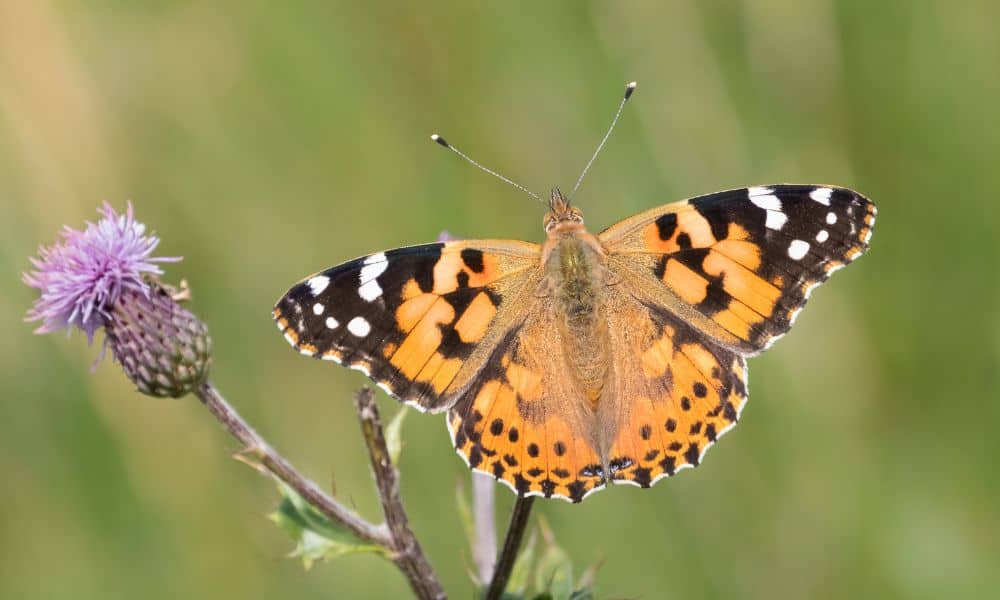 Painted Lady butterfly