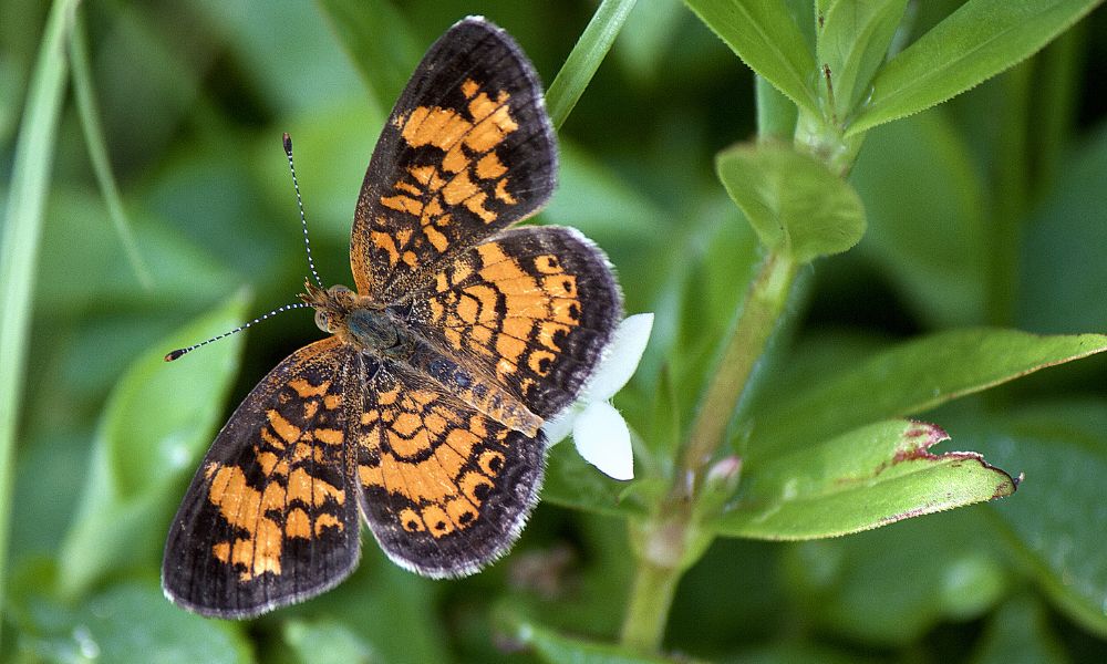 Top 25 Texas Butterflies: The Ultimate Guide! - Native Backyards