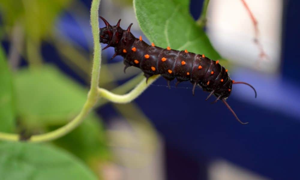 Pipevine swallowtail caterpillar